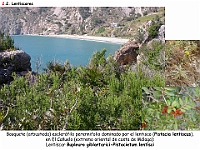 AtlasVegetacion 2 Arbustedas y Matorrales 011 Lentiscar Pistacia lentiscus
