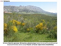 AtlasVegetacion 2 Arbustedas y Matorrales 043 Retamar mesomediterraneo Genista speciosa