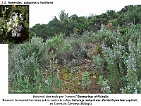 AtlasVegetacion 2 Arbustedas y Matorrales 047 Romeral Rosmarinus officinalis