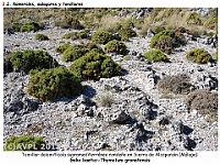 AtlasVegetacion 2 Arbustedas y Matorrales 058 Tomillar mesomediterraneo dolomiticola