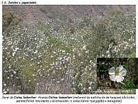 AtlasVegetacion 2 Arbustedas y Matorrales 062 Jaral Cistus ladanifer