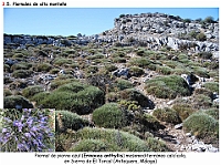 AtlasVegetacion 2 Arbustedas y Matorrales 080 Piornal Erinacea anthyllis El Torcal Antequera