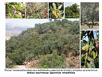AtlasVegetacion 1 Bosques 007 Encinar Smilaco mauritanicae-Quercetum rotundifoliae