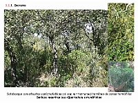 AtlasVegetacion 1 Bosques 008 Encinar Smilaco mauritanicae-Quercetum rotundifoliae