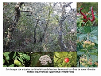 AtlasVegetacion 1 Bosques 009 Encinar Smilaco mauritanicae-Quercetum rotundifoliae