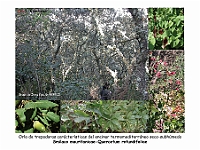 AtlasVegetacion 1 Bosques 010 Encinar Smilaco mauritanicae-Quercetum rotundifoliae