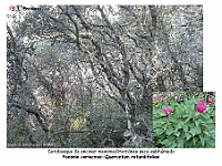 AtlasVegetacion 1 Bosques 013 Encinar Paeonio coriaceae-Quercetum rotundifoliae