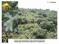 AtlasVegetacion 1 Bosques 014 Encinar Adenocarpo decorticantis-Quercetum rotundifoliae