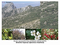 AtlasVegetacion 1 Bosques 015 Encinar Berberido hispanicae-Quercetum rotundifoliae