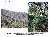 AtlasVegetacion 1 Bosques 024 Alcornocal Myrto communis-Quercetum suberis