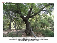 AtlasVegetacion 1 Bosques 025 Alcornocal Teucrio baetici-Quercetum suberis