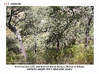 AtlasVegetacion 1 Bosques 026 Alcornocal Centaureo sempervirentis-Quercetum suberis