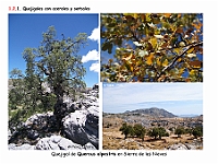 AtlasVegetacion 1 Bosques 034 Quejigal con arces Quercus alpestris