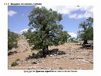AtlasVegetacion 1 Bosques 036 Quejigal con arces Quercus alpestris
