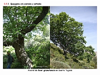 AtlasVegetacion 1 Bosques 040 Quejigal con arces Acer granatensis