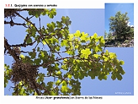 AtlasVegetacion 1 Bosques 041 Quejigal con arces Acer granatensis