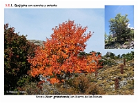 AtlasVegetacion 1 Bosques 042 Quejigal con arces Acer granatensis