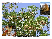 AtlasVegetacion 1 Bosques 043 Quejigal con arces Acer monspesulanum