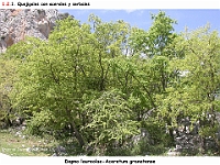 AtlasVegetacion 1 Bosques 046 Quejigal con arces Dapno laureolae-Aceretum granatense