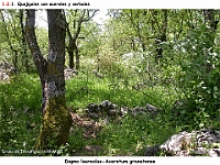 AtlasVegetacion 1 Bosques 047 Quejigal con arces Dapno laureolae-Aceretum granatense