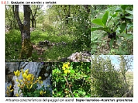 AtlasVegetacion 1 Bosques 048 Quejigal con arces Dapno laureolae-Aceretum granatense