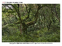 AtlasVegetacion 1 Bosques 052 Quejigal Quercus canariensis