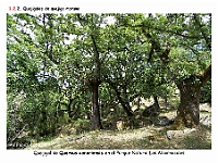 AtlasVegetacion 1 Bosques 053 Quejigal Quercus canariensis