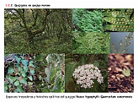 AtlasVegetacion 1 Bosques 055 Quejigal Quercus canariensis Rusco hypophylli-Quercetum canarienis