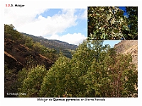 AtlasVegetacion 1 Bosques 056 Melojar Quercus pyrenaica