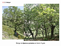 AtlasVegetacion 1 Bosques 057 Melojar Quercus pyrenaica
