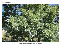 AtlasVegetacion 1 Bosques 058 Melojar Quercus pyrenaica
