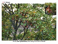 AtlasVegetacion 1 Bosques 060 Melojar Quercus pyrenaica Acer granatensis