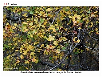 AtlasVegetacion 1 Bosques 061 Melojar Quercus pyrenaica Acer monspesulanum