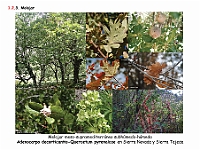 AtlasVegetacion 1 Bosques 063 Melojar Quercus pyrenaica Adenocarpo decorticantis-Quercetum pyrenaicae