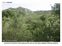 AtlasVegetacion 1 Bosques 065 Acebuchal Tamo communis-Oleetum sylvestris