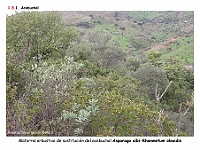 AtlasVegetacion 1 Bosques 066 Acebuchal Matorral arbustivo Asparago albi-Rhamnetum oleoidis