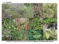 AtlasVegetacion 1 Bosques 067 Acebuchal Matorral arbustivo Asparago albi-Rhamnetum oleoidis