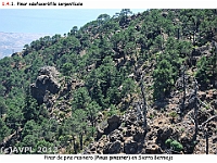 AtlasVegetacion 1 Bosques 070 Pinar serpentinas Pinus pinaster LosReales Bermeja