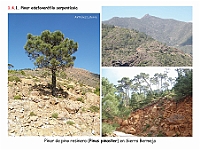 AtlasVegetacion 1 Bosques 071 Pinar serpentinicola Pinus pinaster