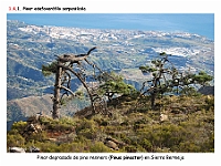 AtlasVegetacion 1 Bosques 072 Pinar serpentinicola Pinus pinaster