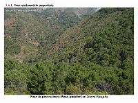 AtlasVegetacion 1 Bosques 073 Pinar serpentinicola Pinus pinaster
