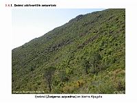AtlasVegetacion 1 Bosques 074 Enebral serpentinicola Juniperus oxycedrus