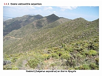 AtlasVegetacion 1 Bosques 075 Enebral serpentinicola Juniperus oxycedrus