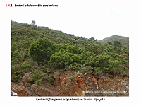 AtlasVegetacion 1 Bosques 076 Enebral serpentinicola Juniperus oxycedrus