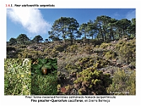 AtlasVegetacion 1 Bosques 077 Pinar serpentinicola Pino pinaster-Quercetum cocciferae