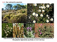 AtlasVegetacion 1 Bosques 078 Pinar serpentinicola Pino pinaster-Quercetum cocciferae