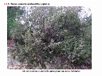 AtlasVegetacion 1 Bosques 085 Pinar-sabinar yipsicola Juniperus phoenicea subsp turbinata
