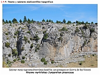 AtlasVegetacion 1 Bosques 086-2 Sabinar meso-supramediterraneo basofilo topografico Sierra Nieves