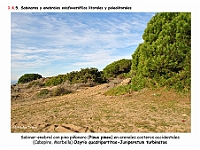 AtlasVegetacion 1 Bosques 087-1 Pinar-sabinar litoral Osyrio quadripartitae-Juniperetum turbinatae