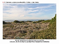 AtlasVegetacion 1 Bosques 087-2 Pinar-sabinar litoral Osyrio quadripartitae-Juniperetum turbinatae